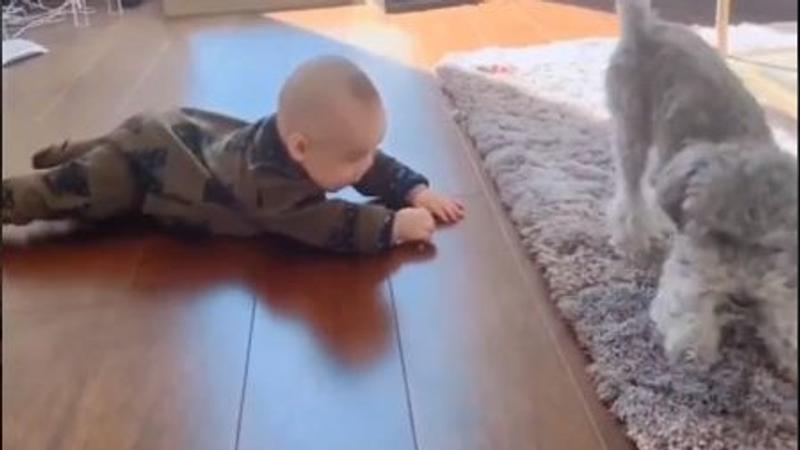 Funny Dog Teaches Baby How to Crawl in Adorable Video That Goes Viral