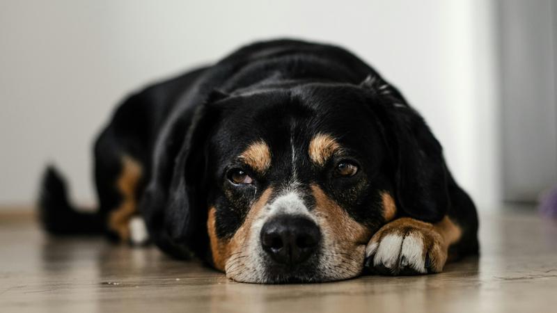Is Your Dog Vomiting? 