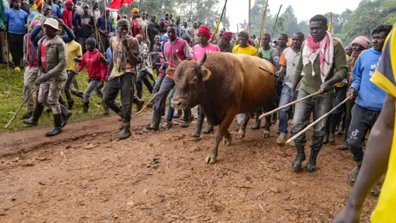 Bullfighting competition in Kenya