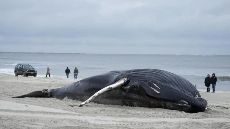 People walk down the beach to take a look at a dead whale in Lido Beach, N.Y.