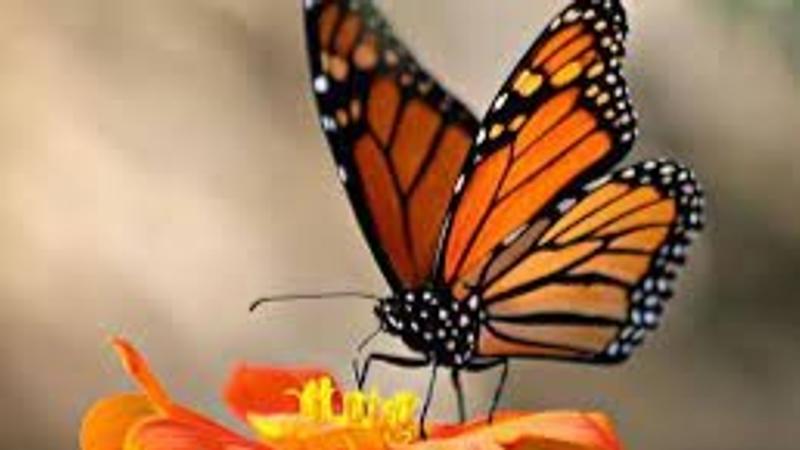 Monarch butterfly 