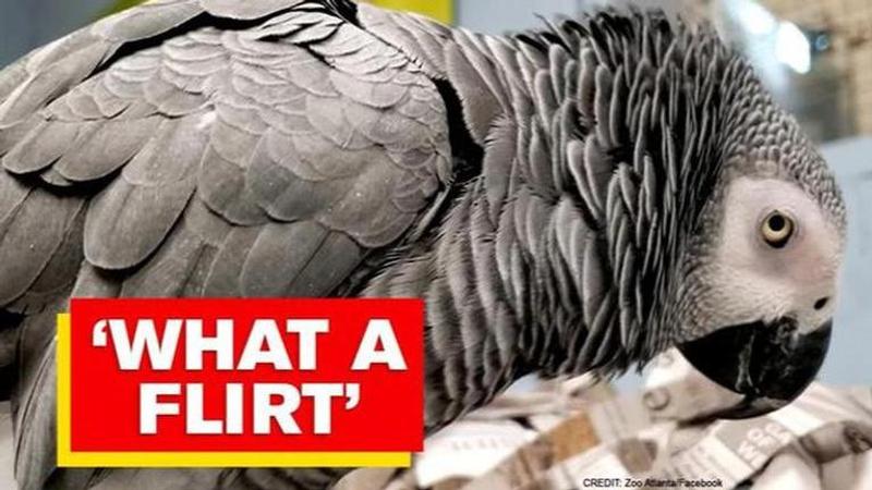 Larry the parrot flirts with curator, netizens say 'you devilish rogue'