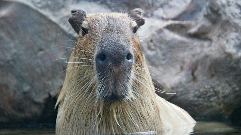 Capybaras are known for their friendly and docile nature