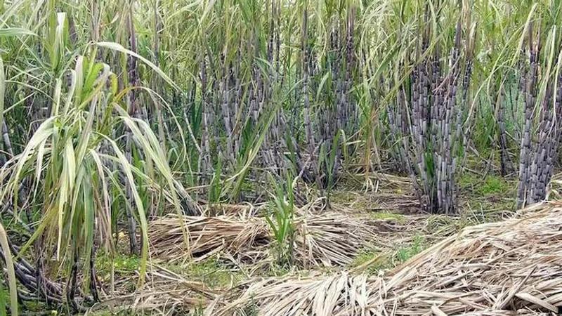 UP government to ensure that sugar mills pay dues of sugarcane farmers within a week: Minister