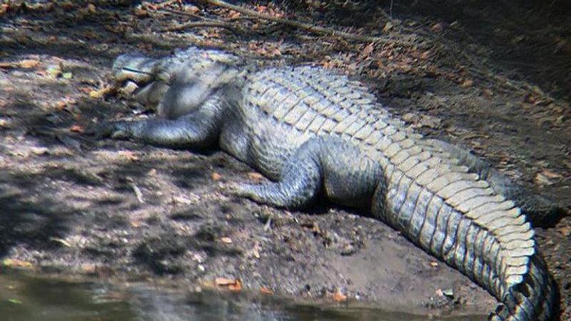 Florida man rescues puppy from alligator's jaws