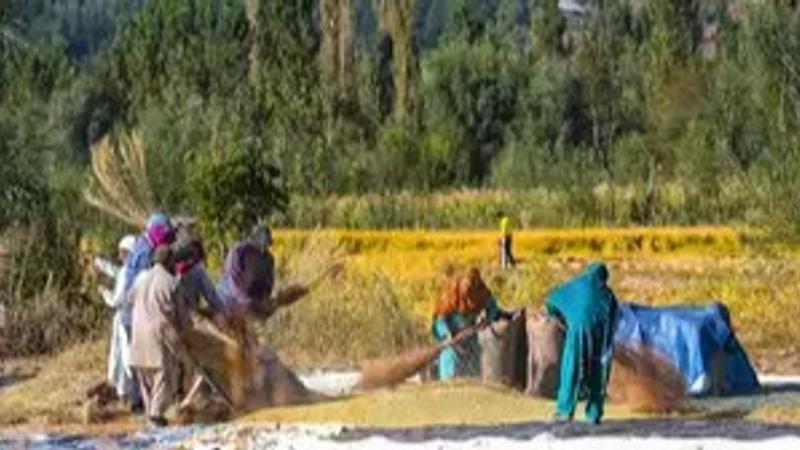 Farmers work in a Mushq budji rice field