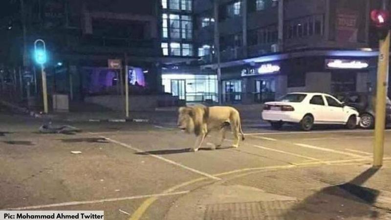 did russia unleash lions on the street