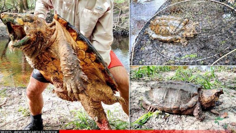 monster-sized alligator