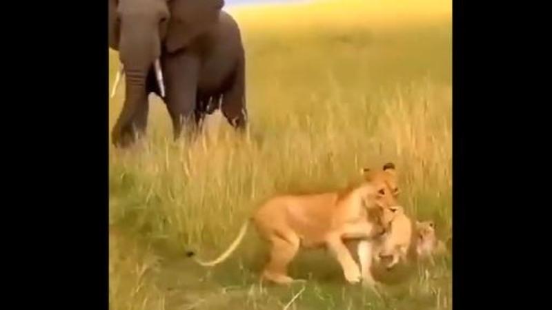 Elephant Attacks Lioness