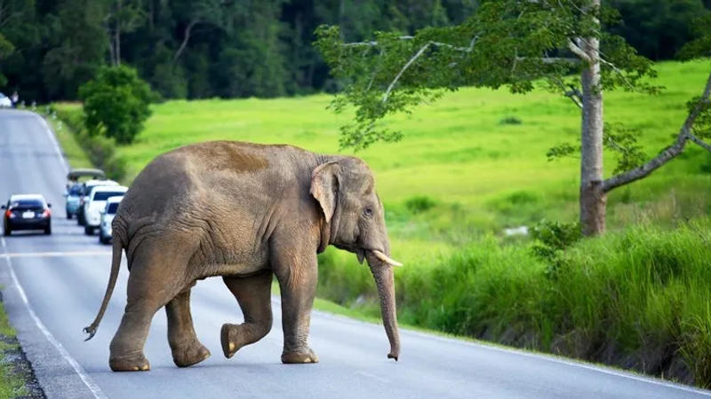 Viral Video: Elephants halt trucks to steal Sugar Cane