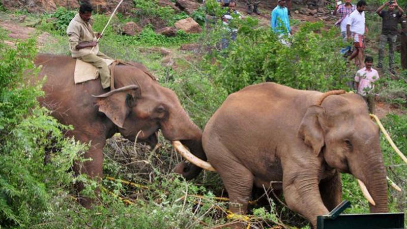 Elephant attack in Chhattisgarh's Raigarh