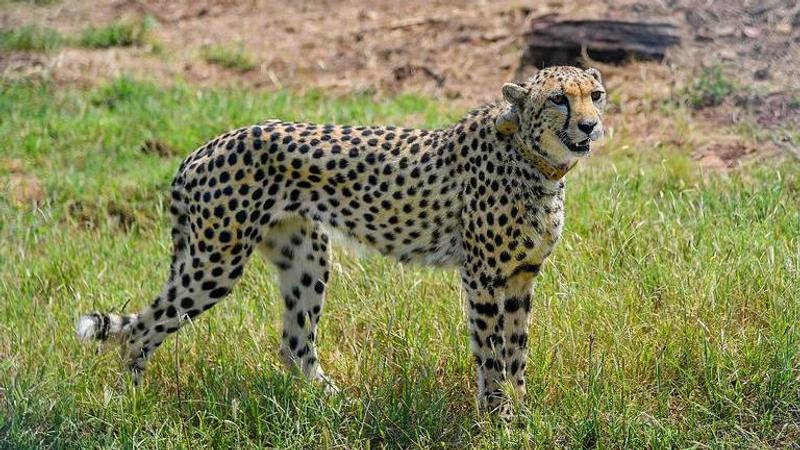 Cheetah