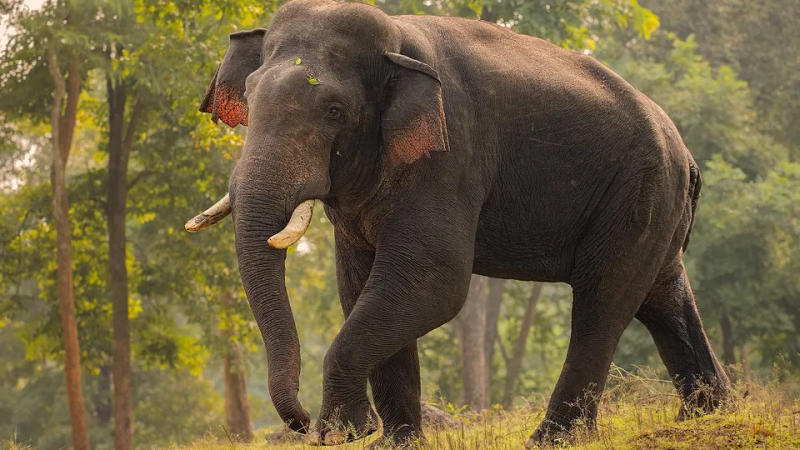 Wild Elephant roams Jalpaiguri town