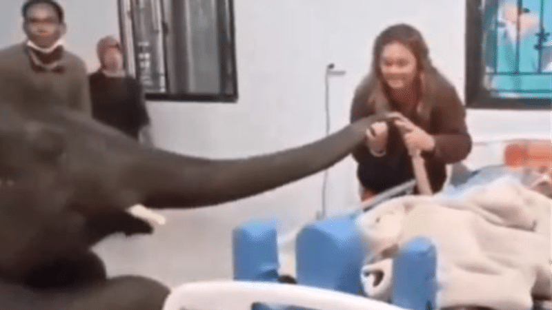 Elephant slowly makes his way to a hospital bed to visit his suffering human caretaker 