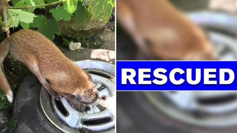 RSPCA and Firefighters called to rescue fox after its head got stuck in tyre