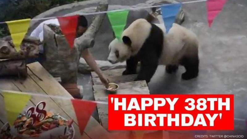 World's oldest Panda celebrates birthday with customised cake in China