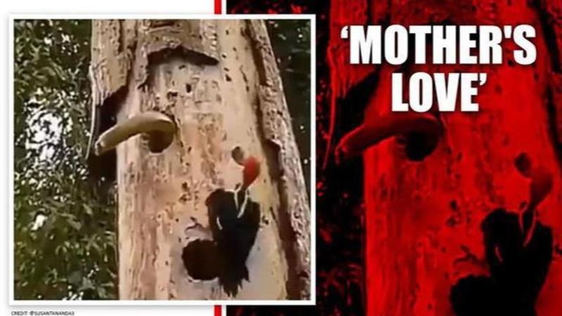 Video of woodpecker fighting snake to save its babies goes viral