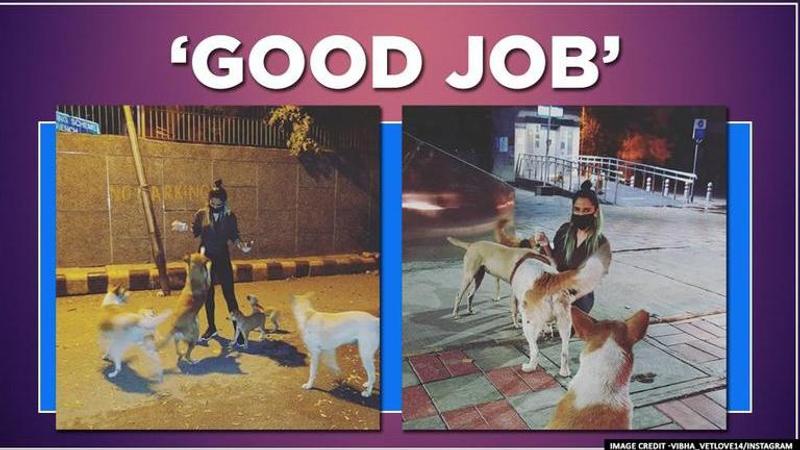 Good news: Delhi veterinarian student feeds stray dogs amid lockdown