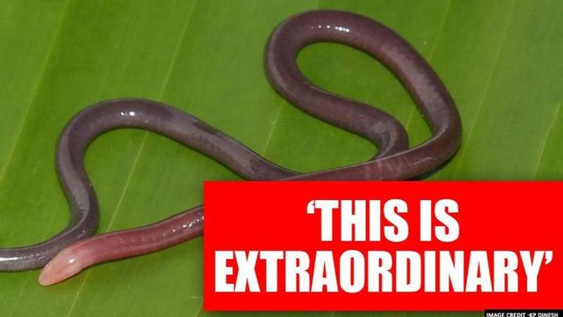 Caecilian, new species of poisonous amphibians found by researchers