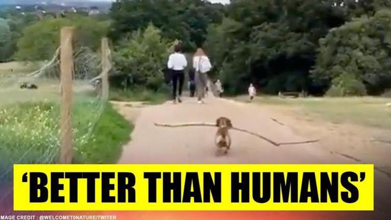 'Socially Responsible' dog carries stick along to keep people away amid COVID-19