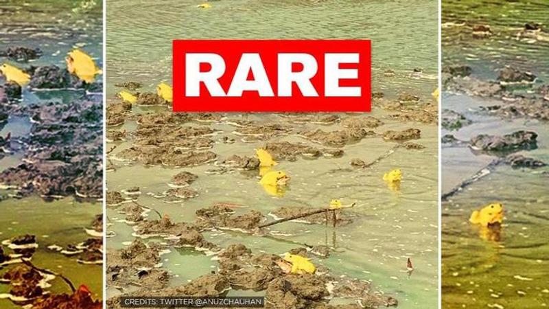 Rare yellow frogs playing gleefully in Madhya Pradesh leaves netizens amused