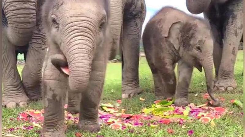 Baby elephant