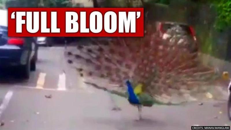 COVID-19 lockdown: Peacocks dance on Mumbai streets. Fantastic pics and video