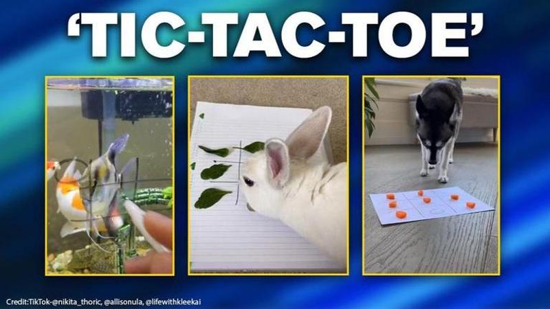 Tic Tac Toe challenge hits internet, dogs, fishes and other pets participate