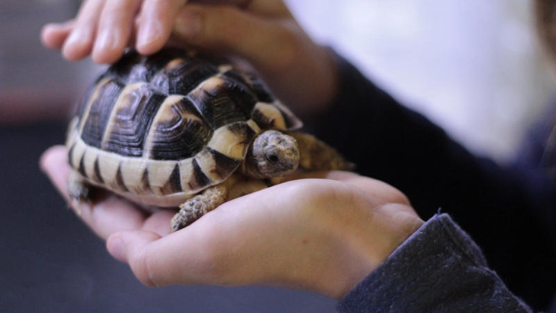Things to know before getting a pet turtle 