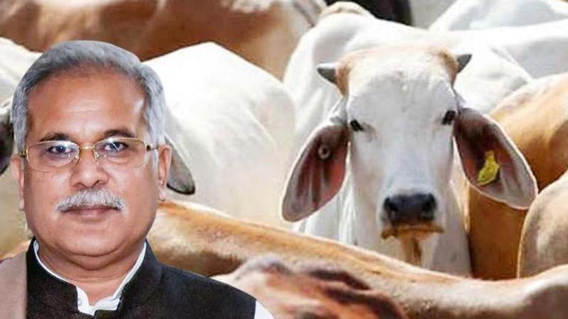 Chhattisgarh, CM Bhupesh Bagel, Gau Seva,