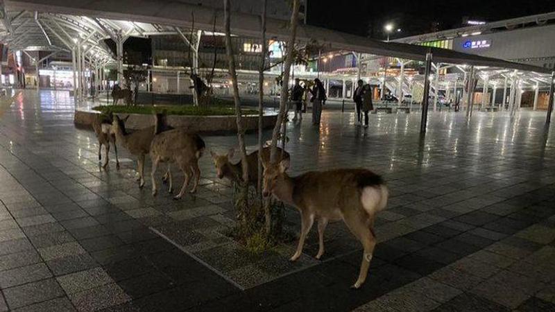 Deer in Nara roam city streets in search for food