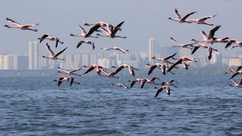 Around 36 flamingos were found dead in Mumbai's suburbs of Ghatkopar