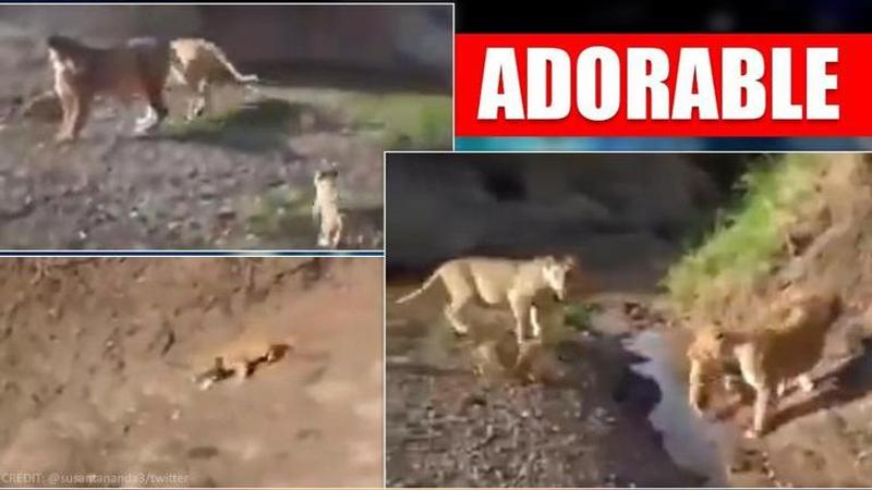 Lioness helps cub cross a narrow stream, Twitter users in love with it