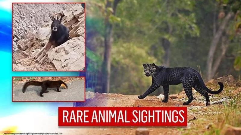 Viral animals of 2020