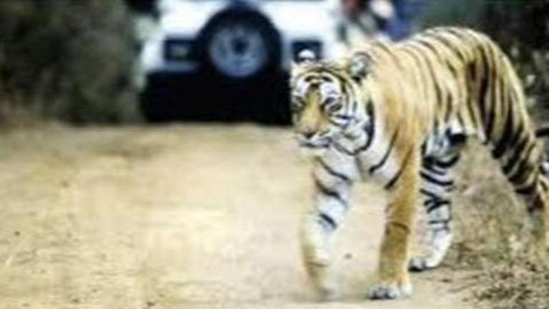 Maharashtra: Man killed in tiger attack