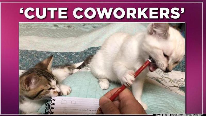 COVID-19 lockdown: Cute yet infuriating cat coworkers thrill owner working from home amid