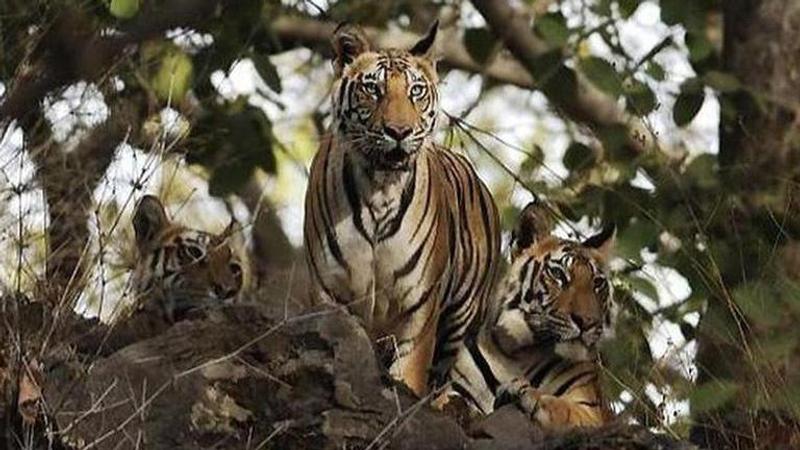 Telangana: Tiger sighting near Bellampuri town terrifies people