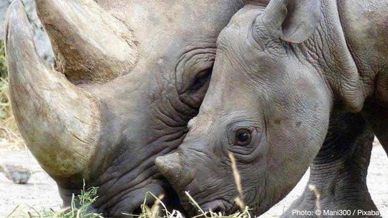 African black rhino