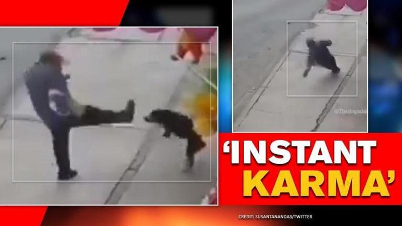 Man falls down while trying to kick stray dog, 'Karma spares no one' netizens say