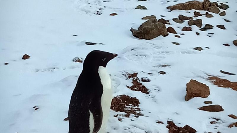 Maruti penguin