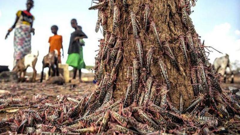 Second wave of locust scourge hits parts of Africa