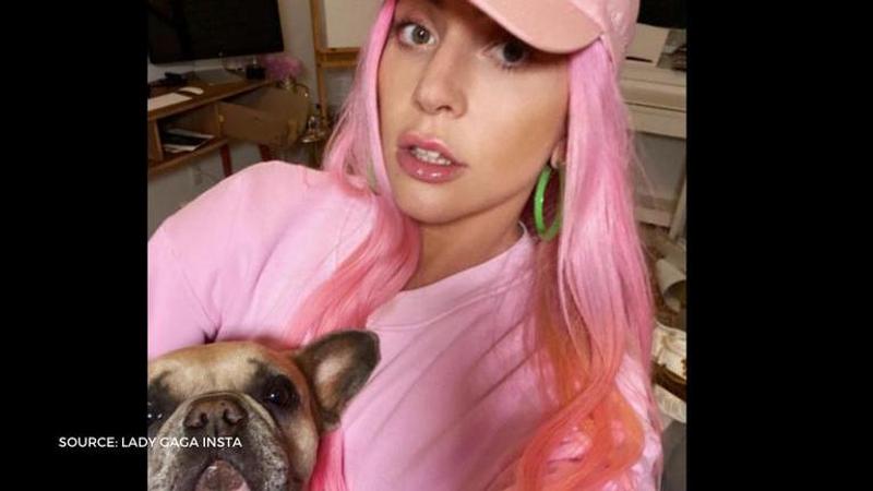 what happened to lady gaga's dogs