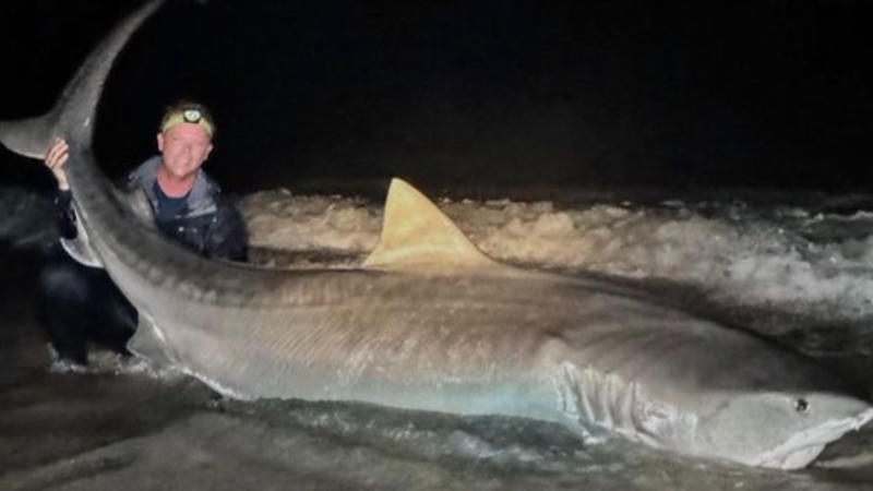 Florida Based Fisherman Catches 12-Foot Long Tiger Shark