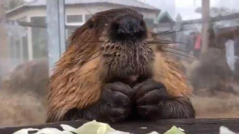 beaver video