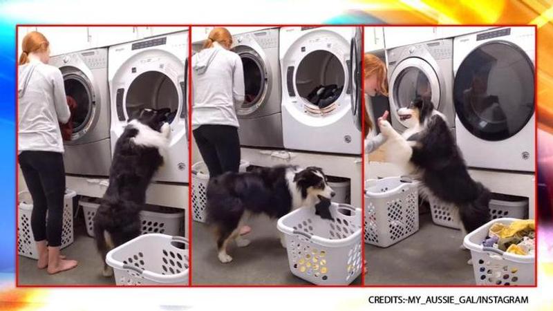 Dog helps owner do laundry