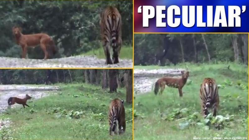 Video: Wild dog makes 'panic call' as tiger chases it, netizens amused