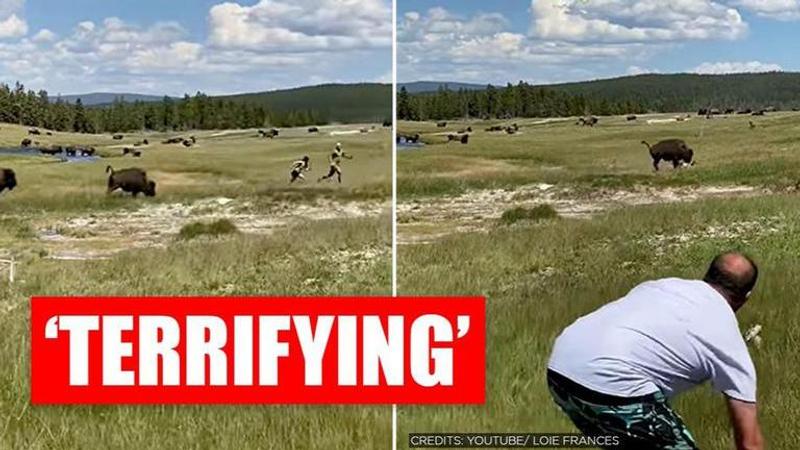 Terrifying video shows woman fall while escaping charging bison. Watch