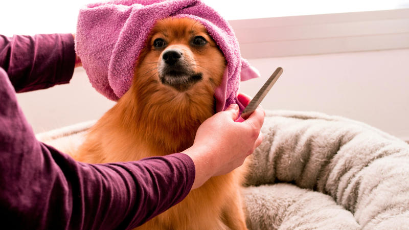 dog grooming