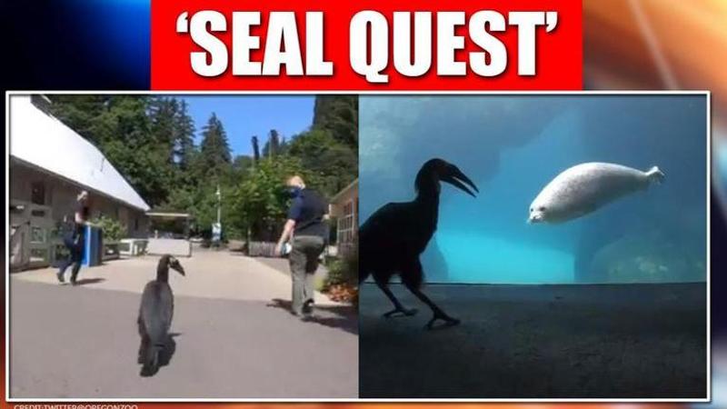 Zuberi the hornbill goes on a 'seal quest', video leaves netizens overjoyed | Watch