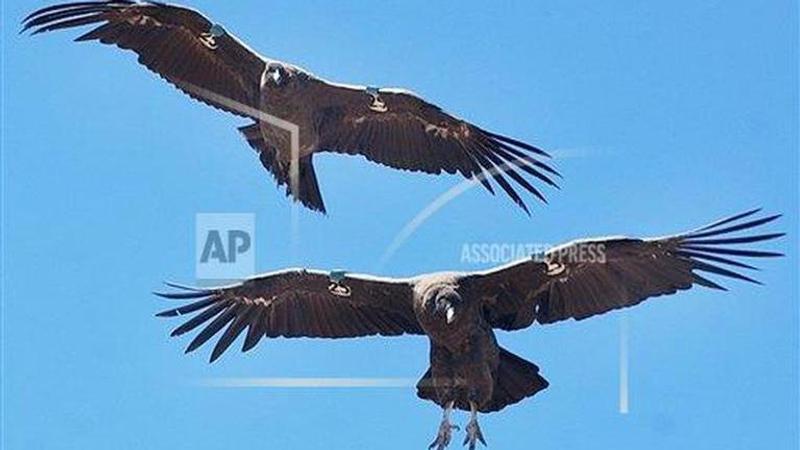 35 dead condors found in Bolivia